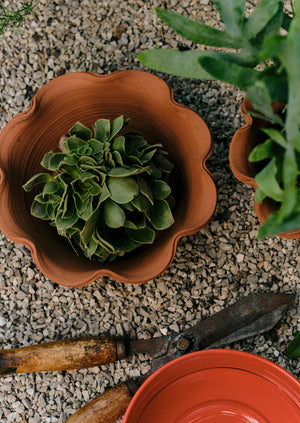 Willow Pottery Herb Pot | Terracotta